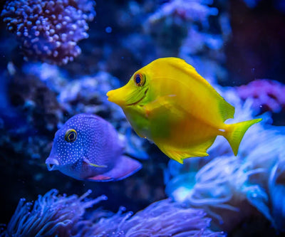 Fish