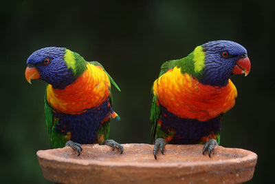 Bird