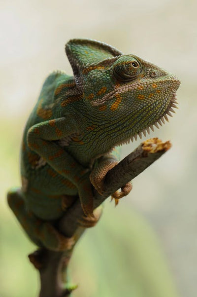 Reptile