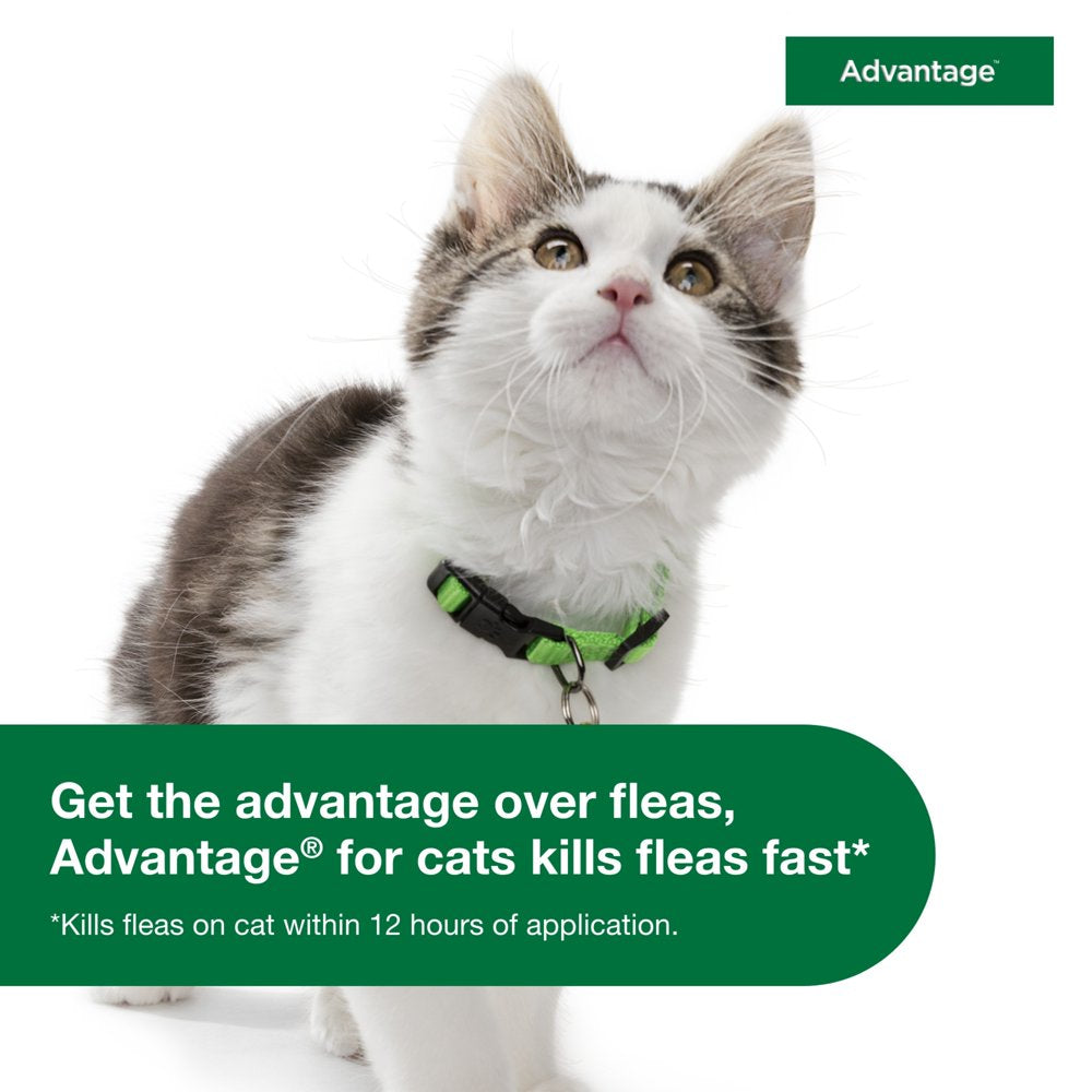 Advantage Topical Flea Prevention for Large Cats 9 Lbs+, 2-Monthly Treatments