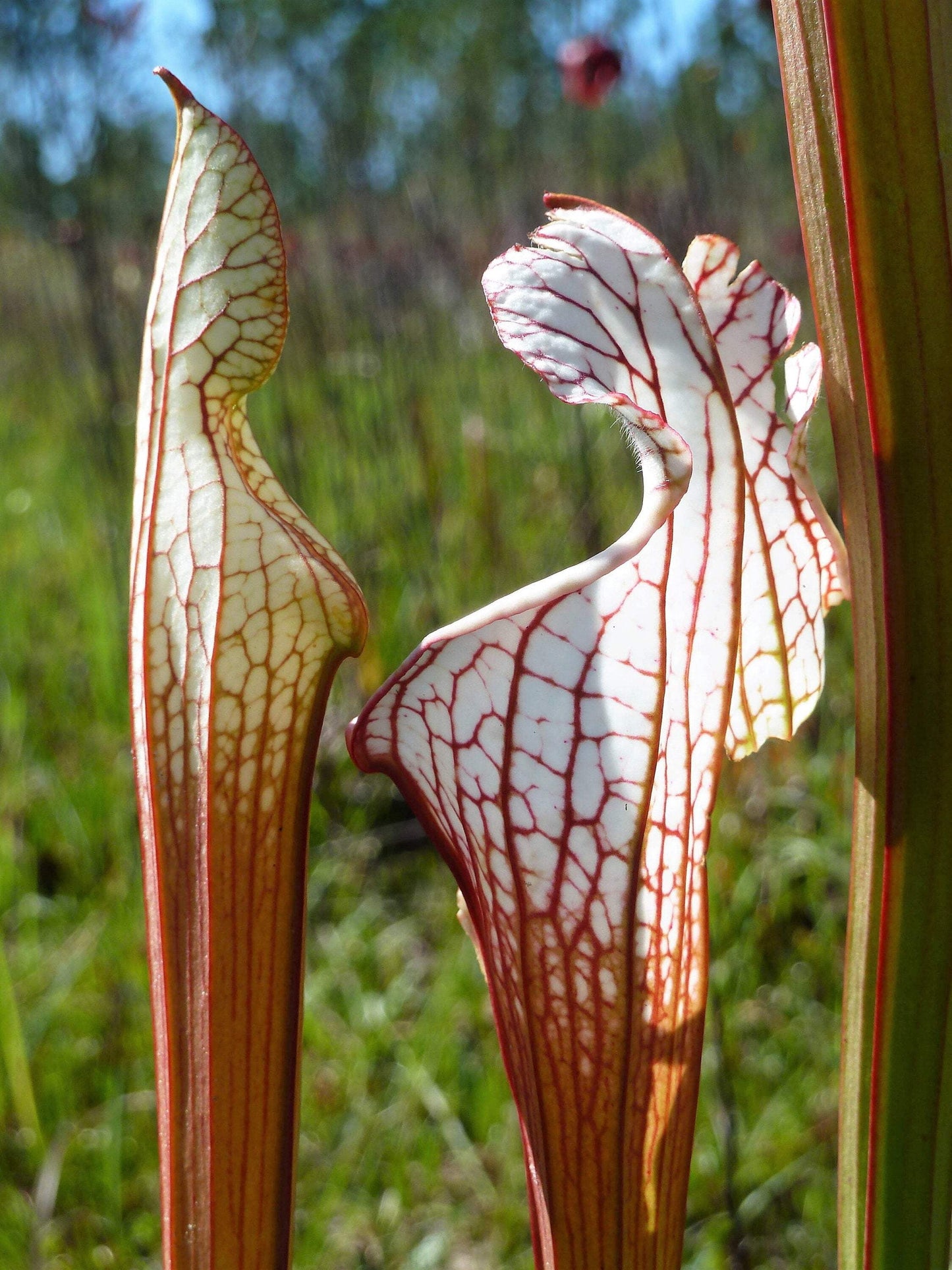 Seedville 10 Sarracenia Carnivorous Red Purple Yellow White Flower Seeds