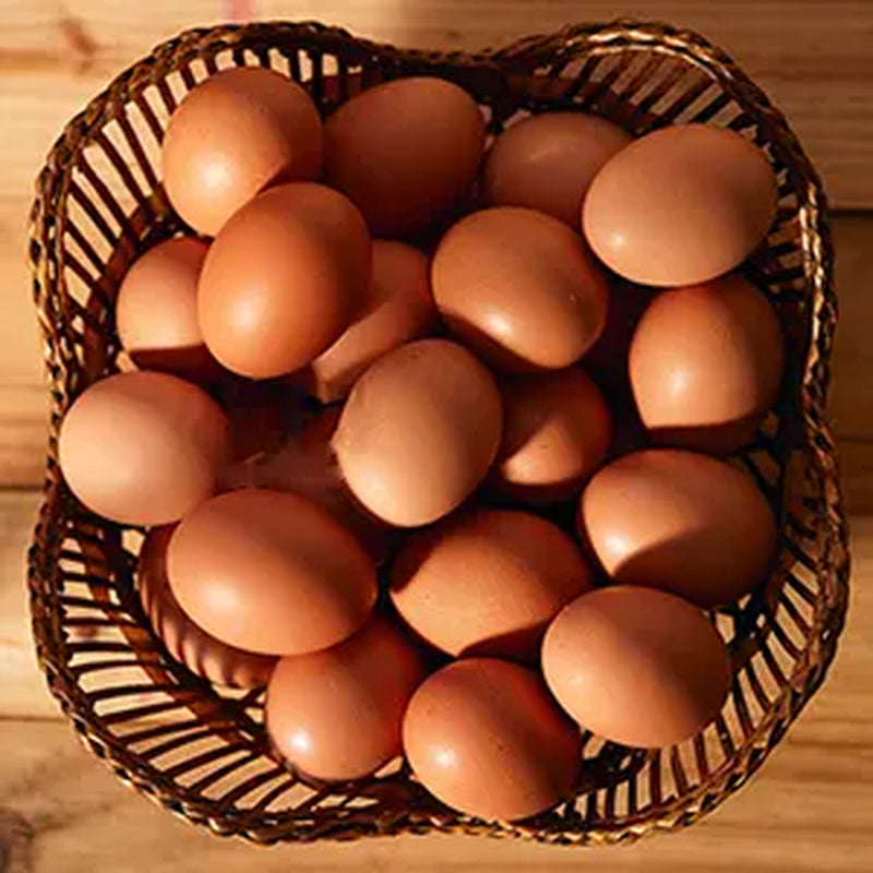 Luckyqworms 11 Lbs Dried Mealworms for Chickens Birds Bluebirds Hamsters Turtles Fish Hedgehogs High Protein Omega-3 Fatty Acids Pet Food for Poultry Reptile Rodent Daily Treats