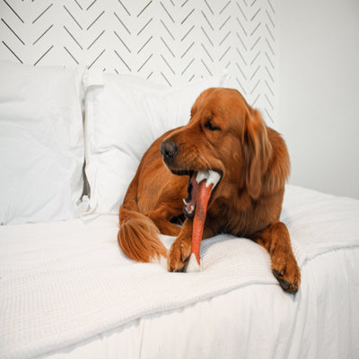 Nylabone Femur Bone Rawhide Alternative Power Chew Durable Dog Toy - 50+ Lbs.