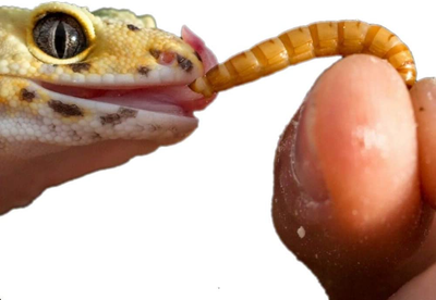 Bulk Live Mealworms - 500 Count