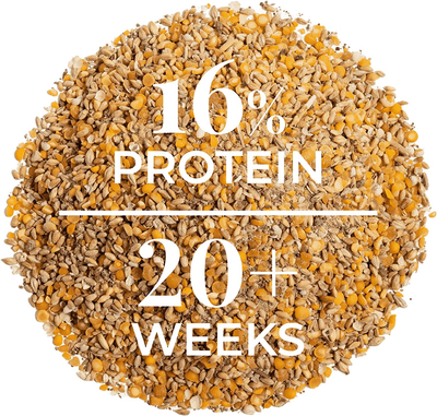 | Layer Chicken Feed | Organic, Non-Gmo, Corn-Free, Soy-Free, Non-Medicated Chicken Food | Adult Poultry, Roosters, Chickens, Ducks, Geese & Gamebirds | 16% Protein | Whole Grain | 2 Lbs.