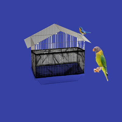 Birds Cages & Accessories