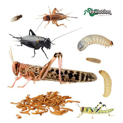 Food & Treats (Reptile)