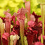 Seedville 10 Sarracenia Carnivorous Red Purple Yellow White Flower Seeds