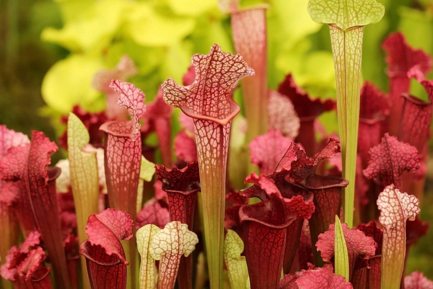 Seedville 10 Sarracenia Carnivorous Red Purple Yellow White Flower Seeds