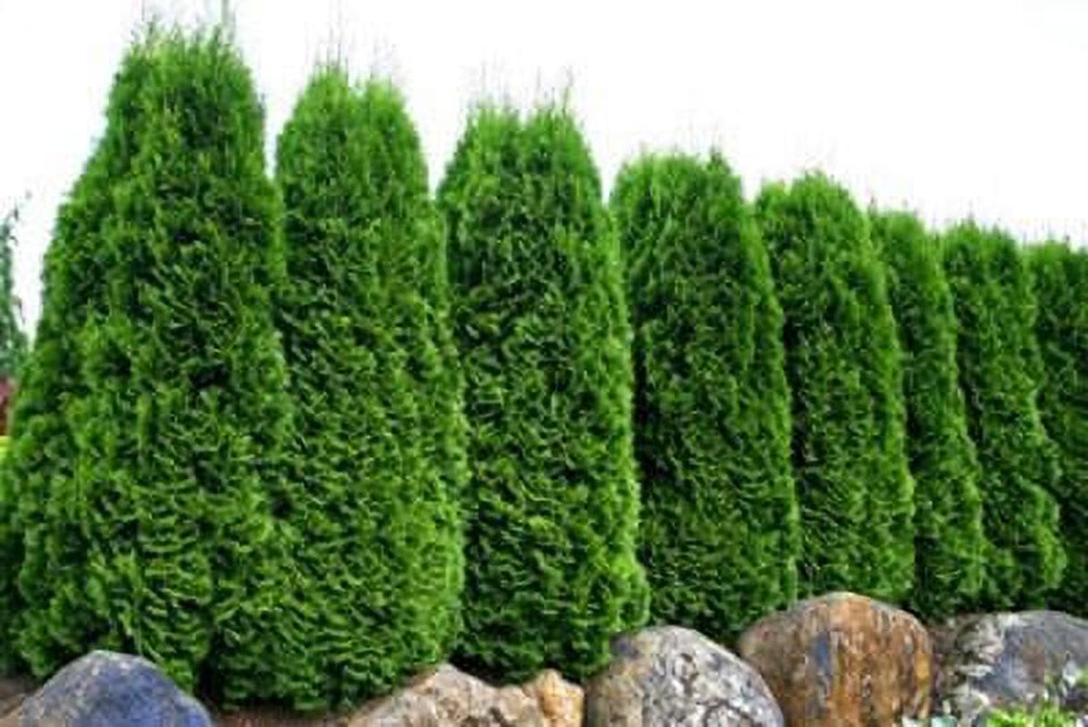 Emerald Green Thuja Tree