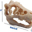 Resin Dinosaur Skull Aquarium Ornament Mini Dinosaur Tank Decoration Betta Fish Small Dinosaur Skull Fish Reptile Tank with Holes Aquarium Landscape Reptile Hideout Caves