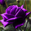 5 * SEEDS * PURPLE ROSE Rosa Floribunda Bush Shrub Perennial Flower Seeds