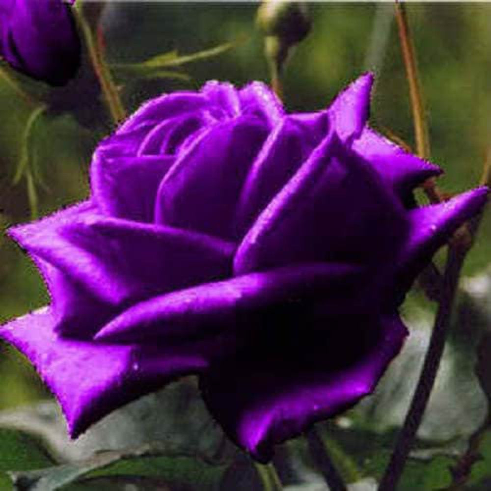 5 * SEEDS * PURPLE ROSE Rosa Floribunda Bush Shrub Perennial Flower Seeds