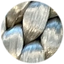 80154523