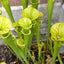 Seedville 10 Sarracenia Carnivorous Red Purple Yellow White Flower Seeds