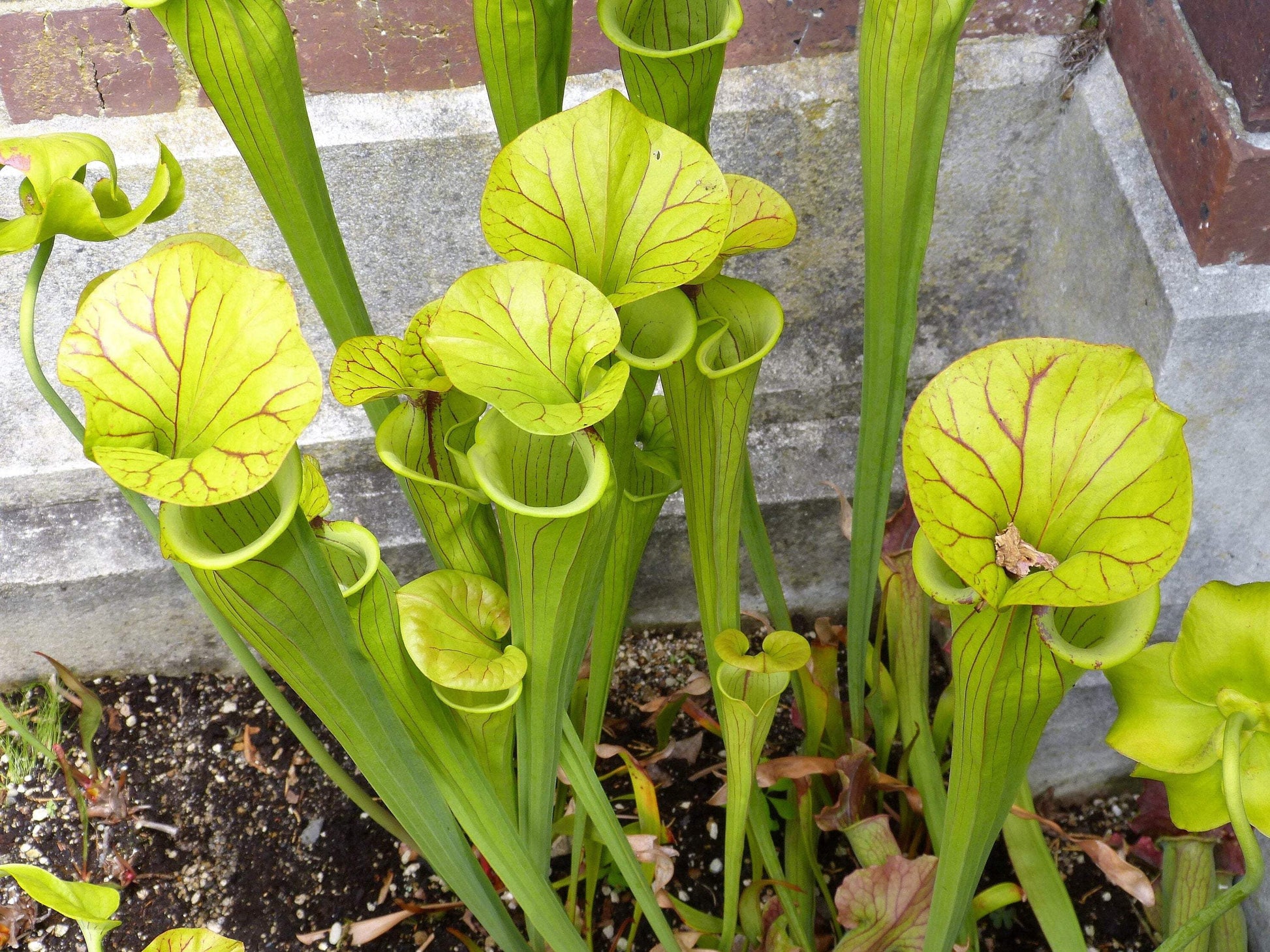 Seedville 10 Sarracenia Carnivorous Red Purple Yellow White Flower Seeds