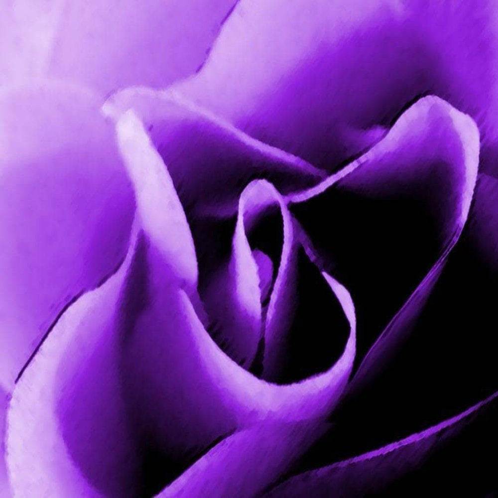 5 * SEEDS * PURPLE ROSE Rosa Floribunda Bush Shrub Perennial Flower Seeds