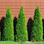 Emerald Green Thuja Tree