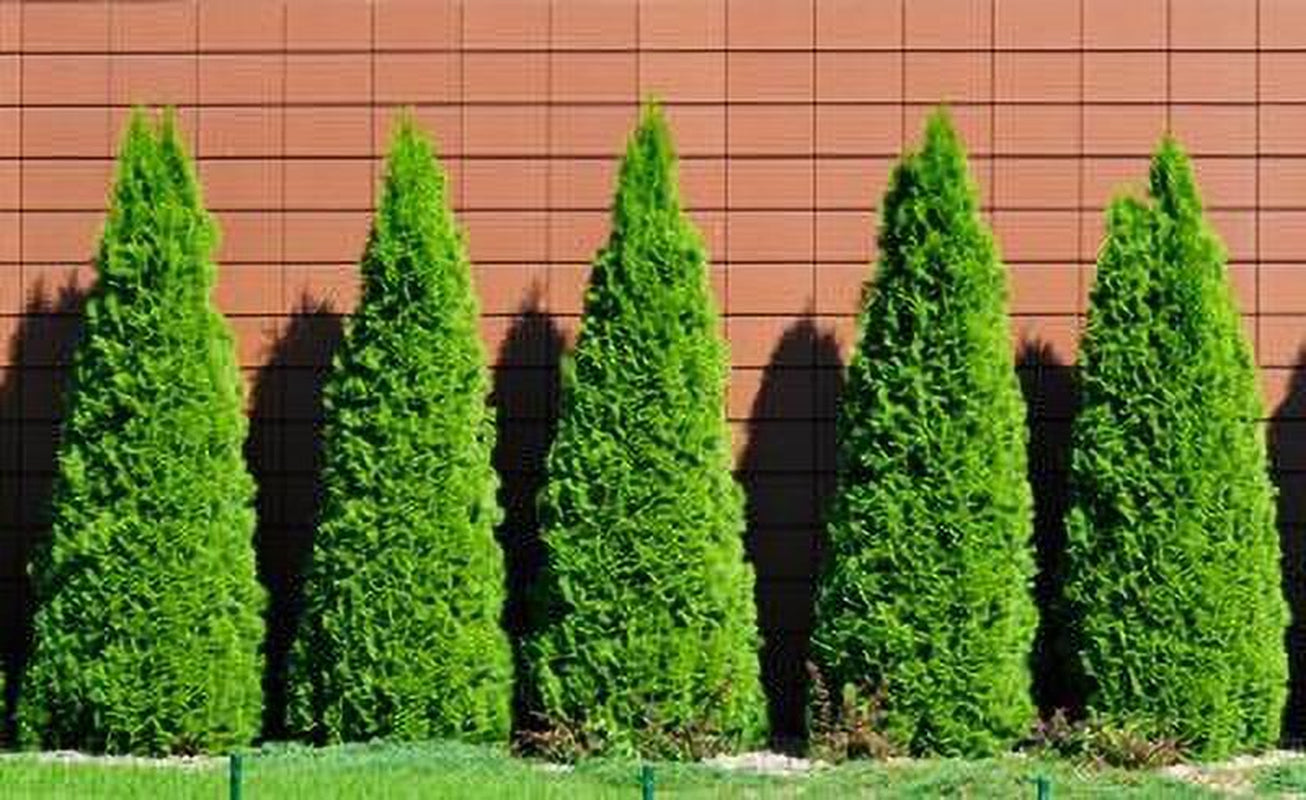 Emerald Green Thuja Tree