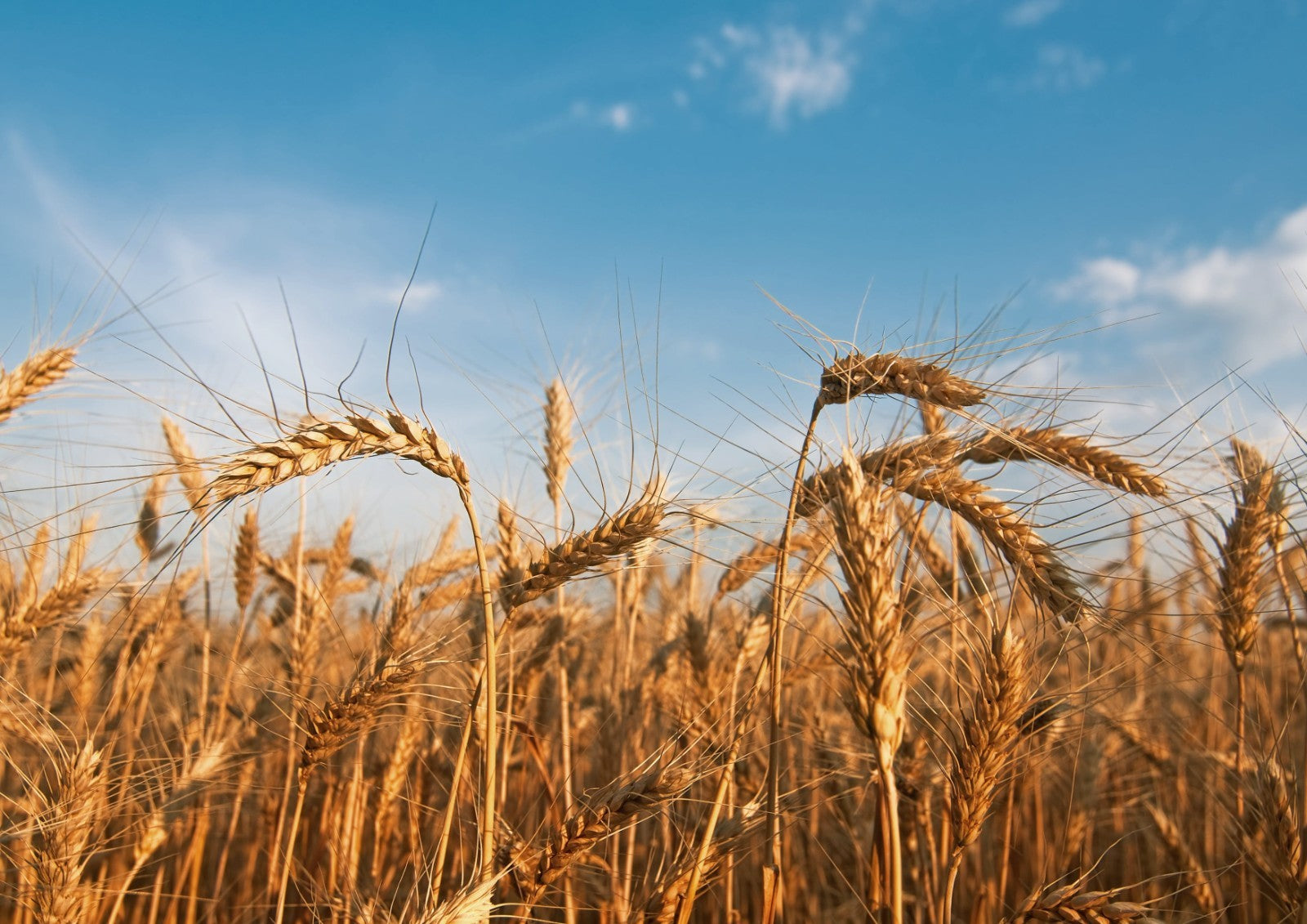 Organic Cracked Wheat Berries — Non-Gmo, Vegan, Kosher, Bulk — by Food to Live