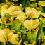 Seedville 10 Sarracenia Carnivorous Red Purple Yellow White Flower Seeds