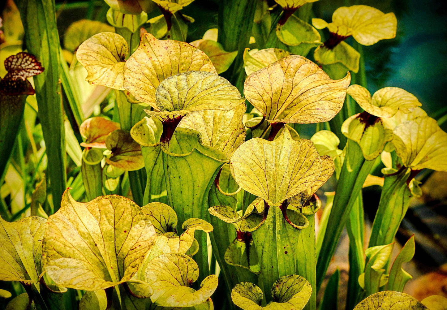 Seedville 10 Sarracenia Carnivorous Red Purple Yellow White Flower Seeds