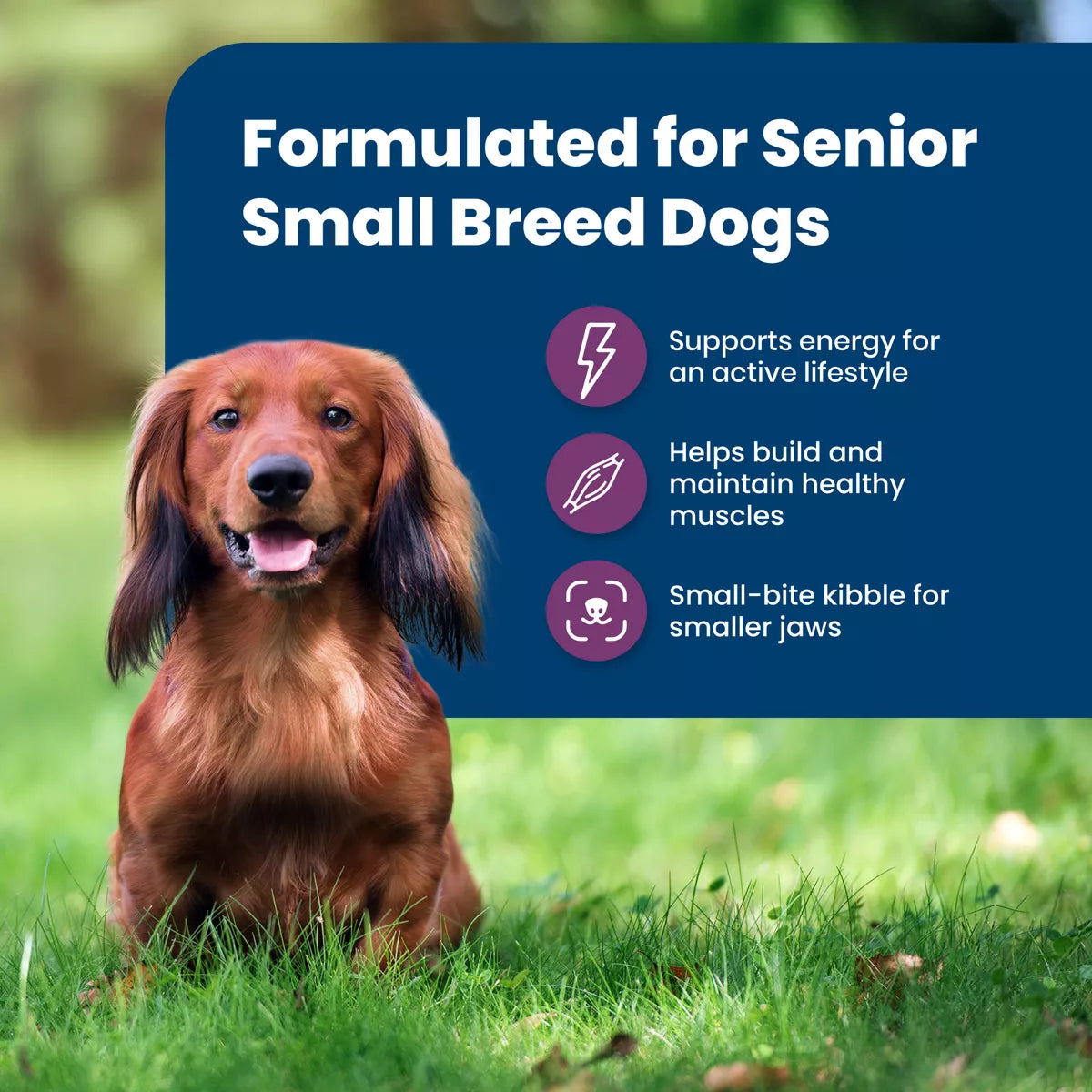 Blue Buffalo Life Protection Formula Natural Senior Small Breed Dry Dog Food with Chicken and Brown Rice