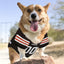 NFL Cleveland Browns Dog Jersey - Medium, Football Jersey Costume for Dogs