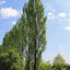 2 Lombardy Poplar Trees Live Cuttings Rare and Unique Privacy Tree Grows Fast