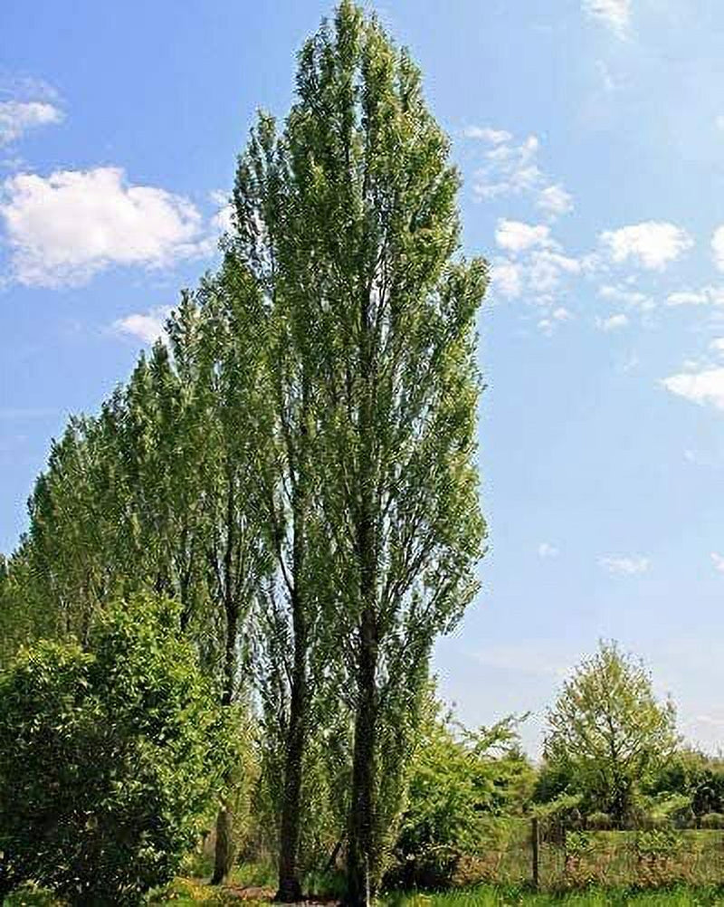 2 Lombardy Poplar Trees Live Cuttings Rare and Unique Privacy Tree Grows Fast