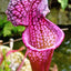 Seedville 10 Sarracenia Carnivorous Red Purple Yellow White Flower Seeds