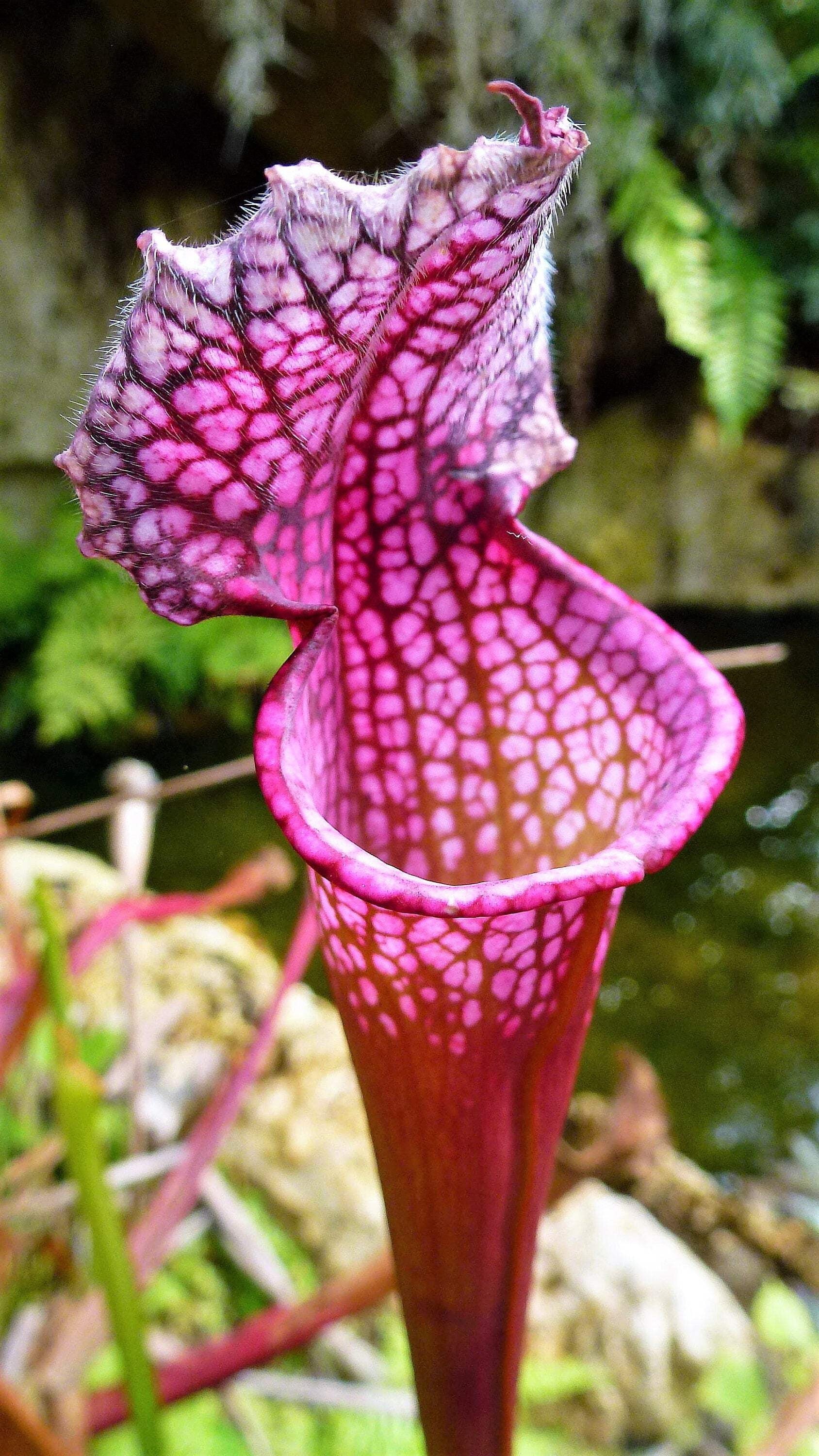 Seedville 10 Sarracenia Carnivorous Red Purple Yellow White Flower Seeds