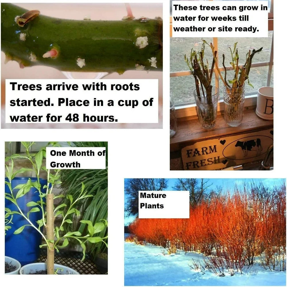 Two Flame Willow Tree - Vibrant Orange and Red Colored Bark - Unique and Rare Live Tree Plants - Grow 2 Flame Willow Trees