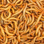 Luckyqworms 11 Lbs Dried Mealworms for Chickens Birds Bluebirds Hamsters Turtles Fish Hedgehogs High Protein Omega-3 Fatty Acids Pet Food for Poultry Reptile Rodent Daily Treats