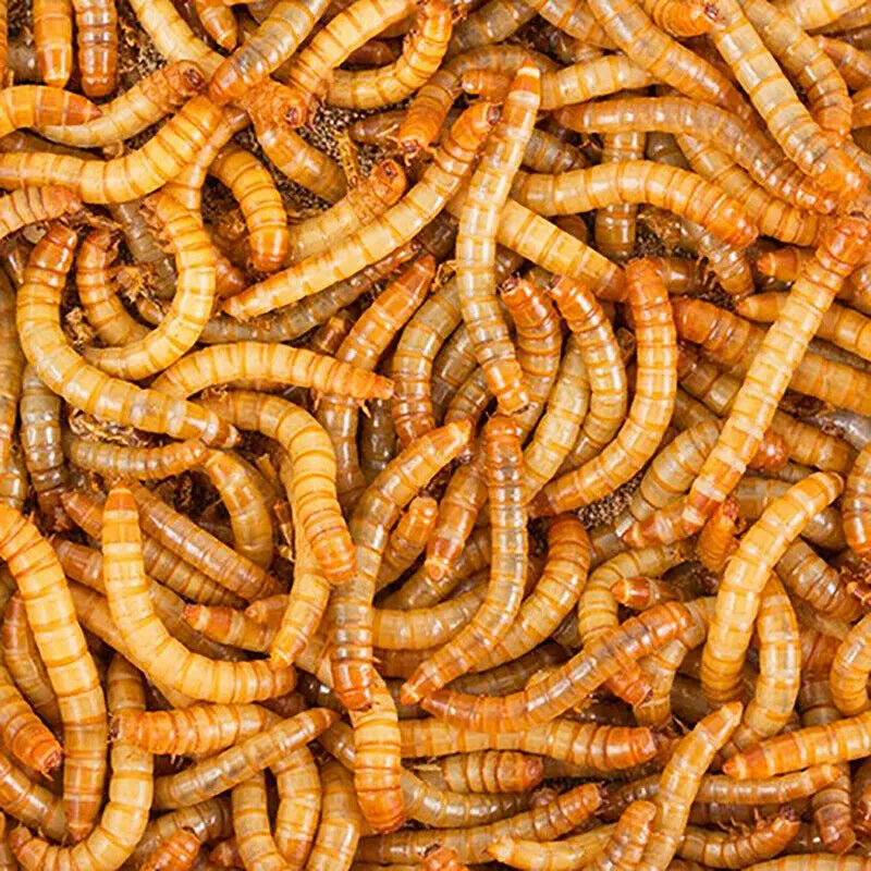 Luckyqworms 11 Lbs Dried Mealworms for Chickens Birds Bluebirds Hamsters Turtles Fish Hedgehogs High Protein Omega-3 Fatty Acids Pet Food for Poultry Reptile Rodent Daily Treats