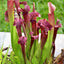 Seedville 10 Sarracenia Carnivorous Red Purple Yellow White Flower Seeds