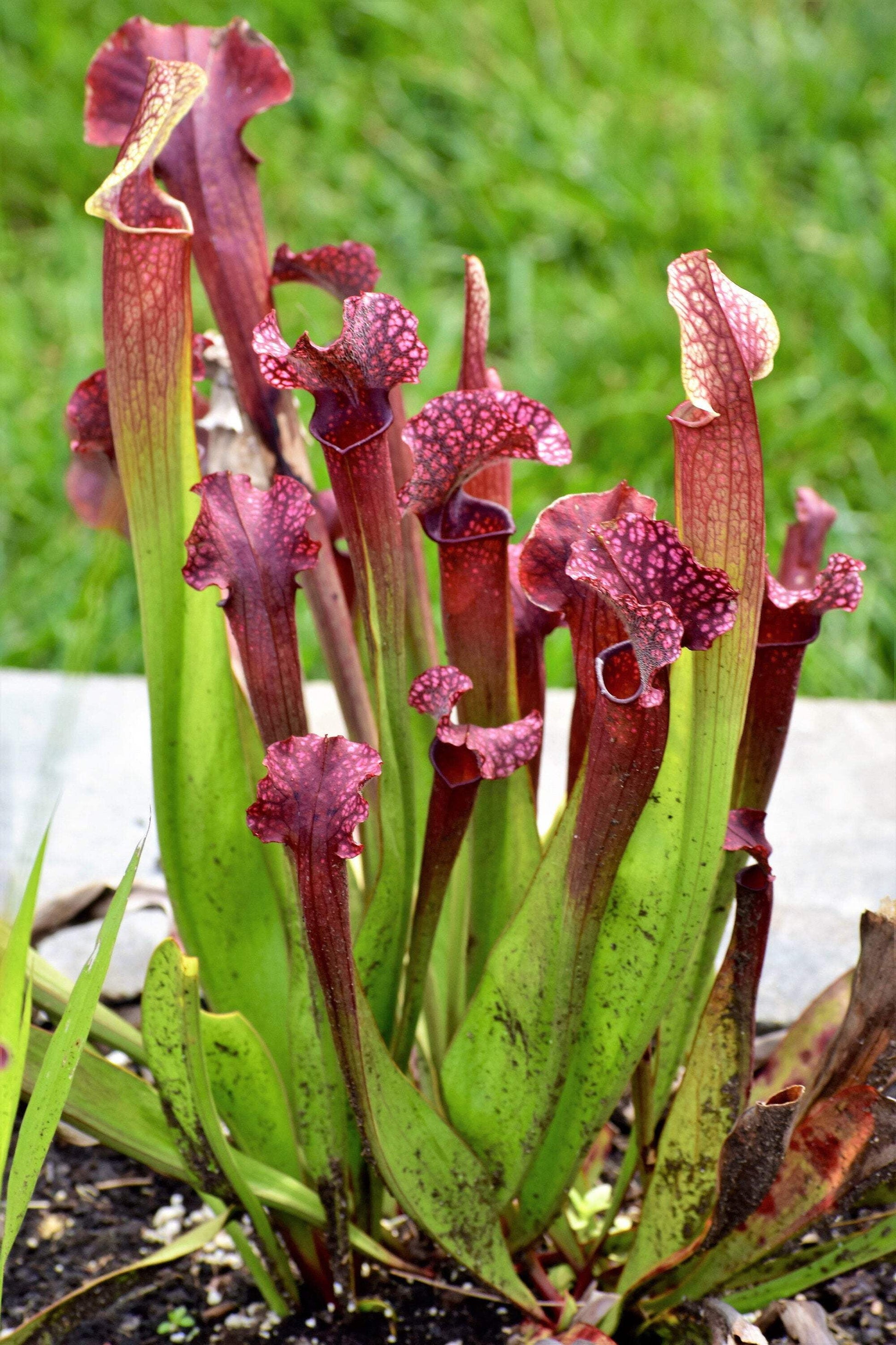 Seedville 10 Sarracenia Carnivorous Red Purple Yellow White Flower Seeds