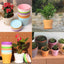 8Pcs Colorful Plastic Flower Pots Plastic Mini Nursery Pots Small Thick Plastic Plant Pots Nursery Seedling Planter Garden Flower Pot Container with Pallet/Trays for Flower, Succulent, Cactus