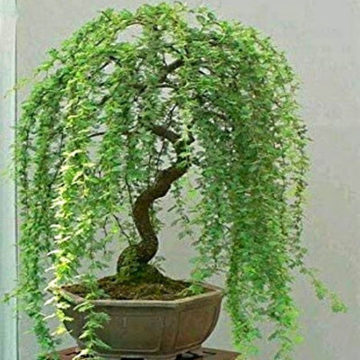 Dwarf Weeping Willow Bonsai Tree - Live Bonsai Tree
