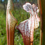 Seedville 10 Sarracenia Carnivorous Red Purple Yellow White Flower Seeds