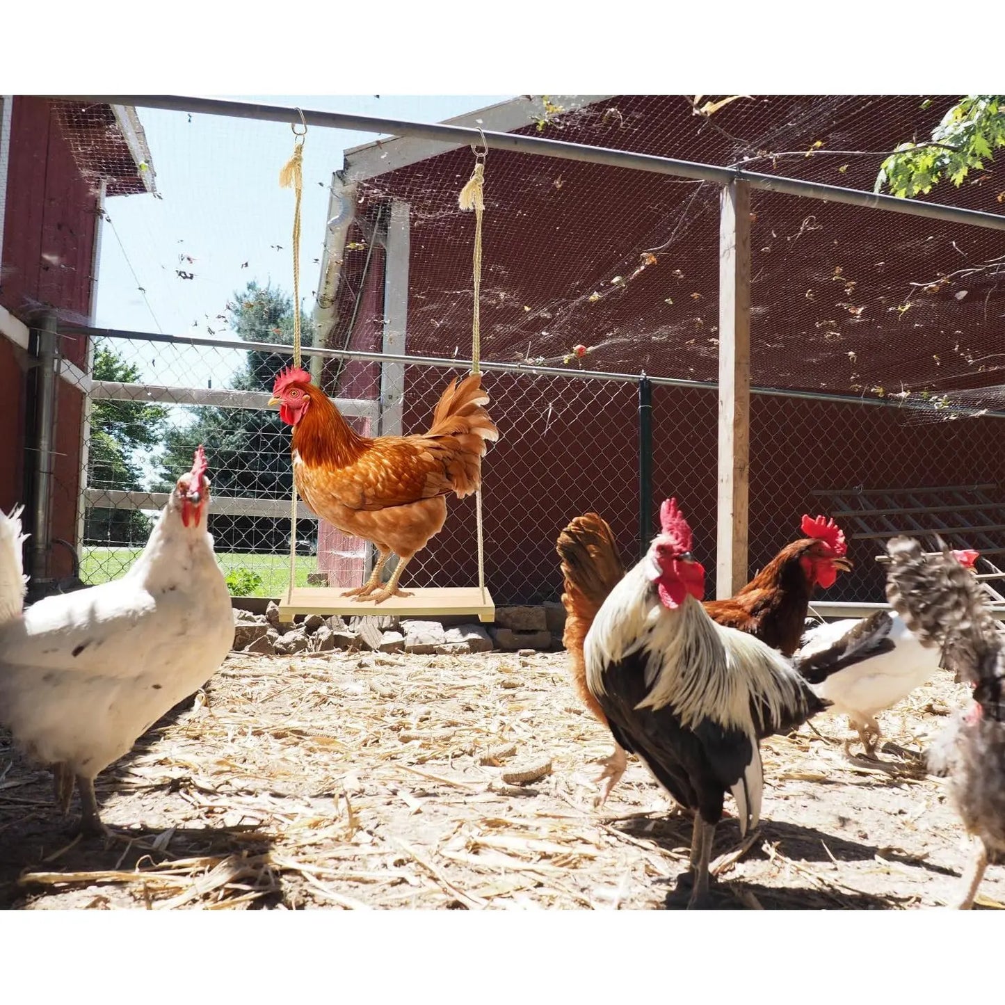 Chicken Swing , 2 Pack Chicken Toys, Chicken Swing , Chicken Swing for Chickens Rooster Poultry Parrots (2Pcs)