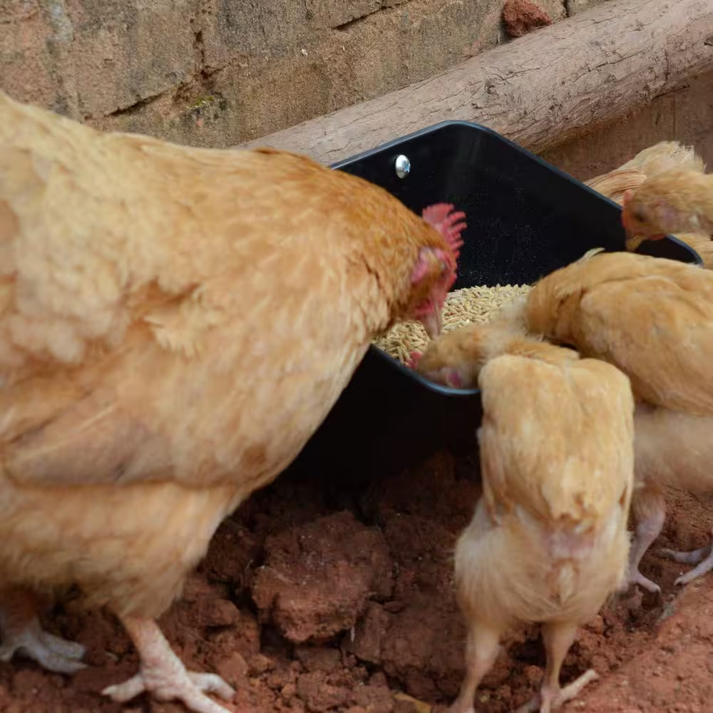 Hanging Feeder Trough for Poultry Goat Sheep Deer and Small Livestock PP Plastic Easy Mounting Feed Container