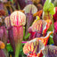 Seedville 10 Sarracenia Carnivorous Red Purple Yellow White Flower Seeds