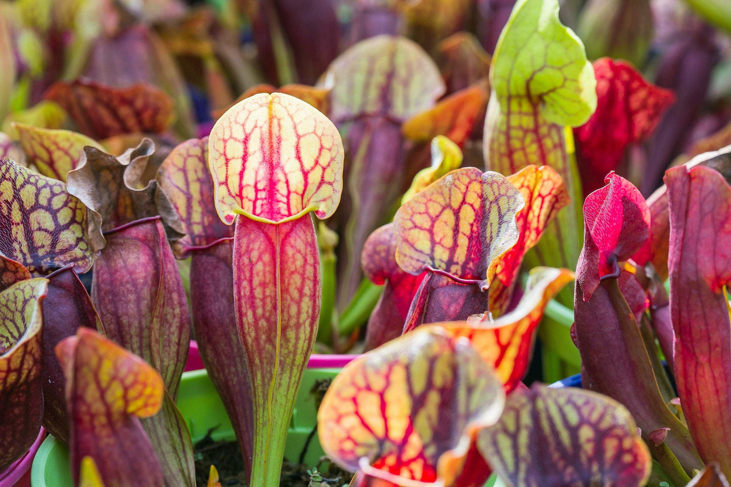 Seedville 10 Sarracenia Carnivorous Red Purple Yellow White Flower Seeds