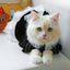 ZPAQI Cat Outfits for Cats Only Pet Costume Dog Clothes Black Dress for Girl Dogs