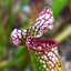 Seedville 10 Sarracenia Carnivorous Red Purple Yellow White Flower Seeds
