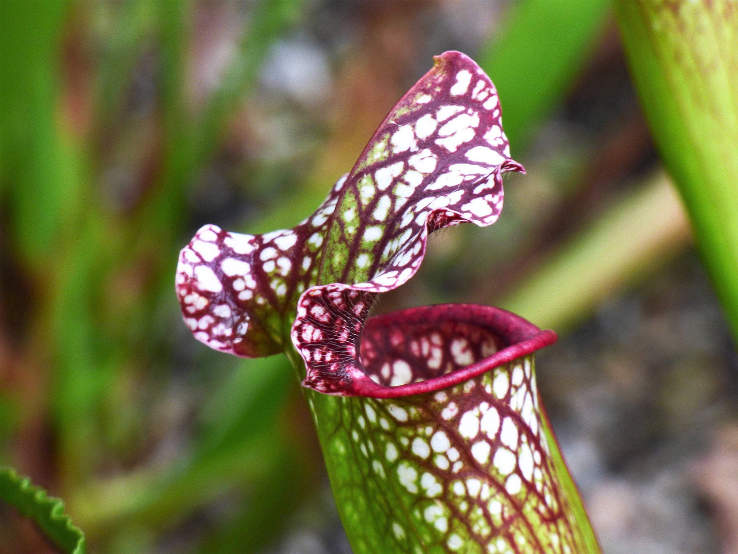 Seedville 10 Sarracenia Carnivorous Red Purple Yellow White Flower Seeds