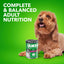IAMS Proactive Health Wet Dog Food, Adult Wet Dog Food Multipack Ground Dinner, Beef & Rice, 13 Oz. Cans (Pack of 12)