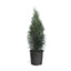 Emerald Green Thuja Tree