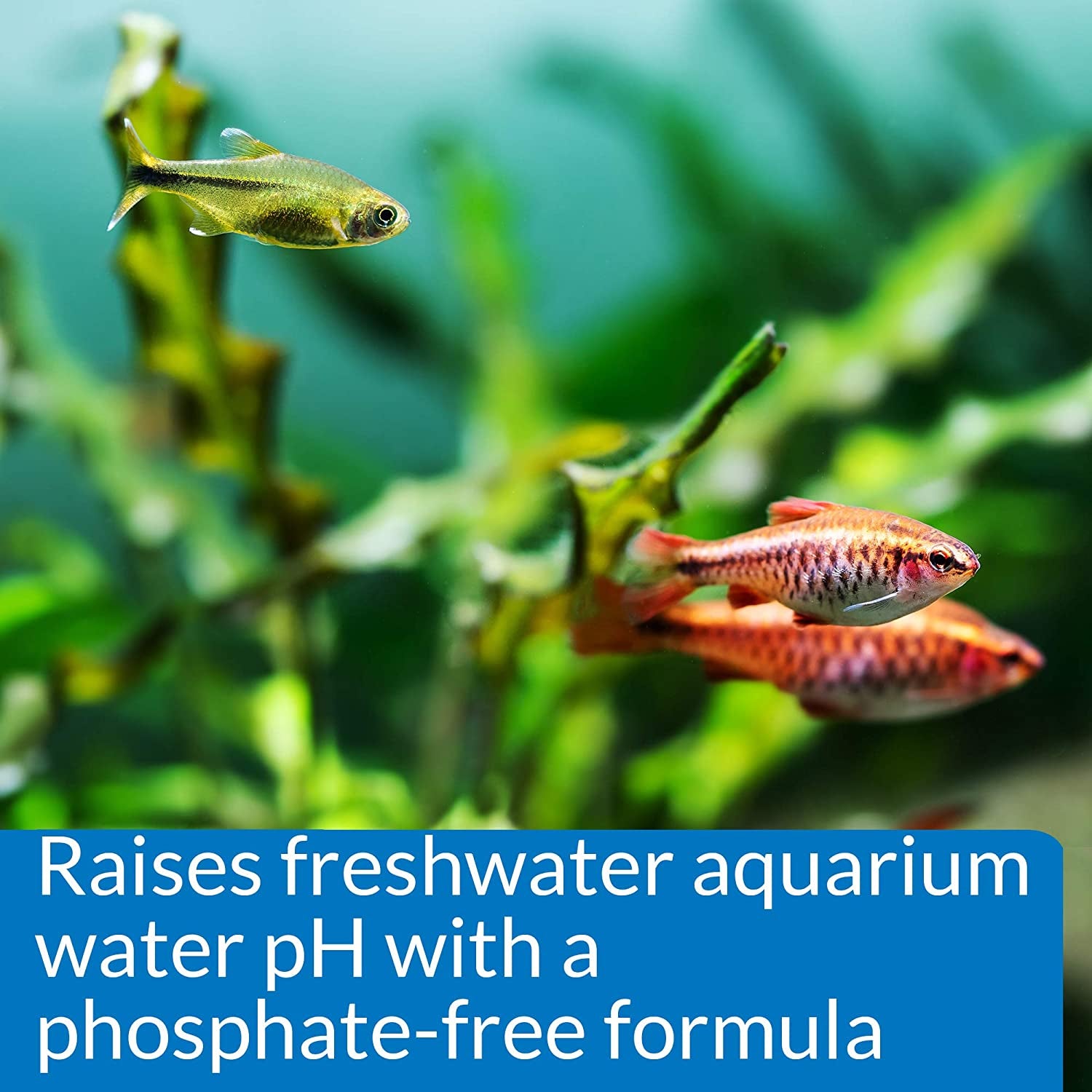 API Ph up Freshwater Aquarium Water Ph Raising Solution 16-Ounce Bottle